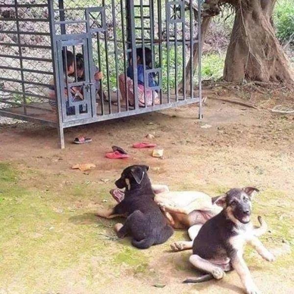 老版宠物猫多少钱,宠物囧图猫多少钱