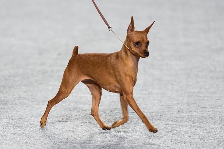 不断尾不立耳的迷你杜宾犬,迷你杜宾犬起源和介绍