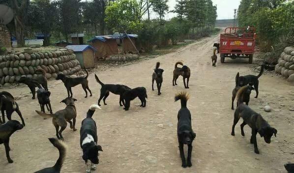 我国优秀猎犬,最贵的凉山猎犬