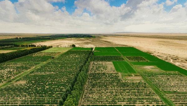 威龙有机葡萄酒,威龙葡萄酒的优点和缺点