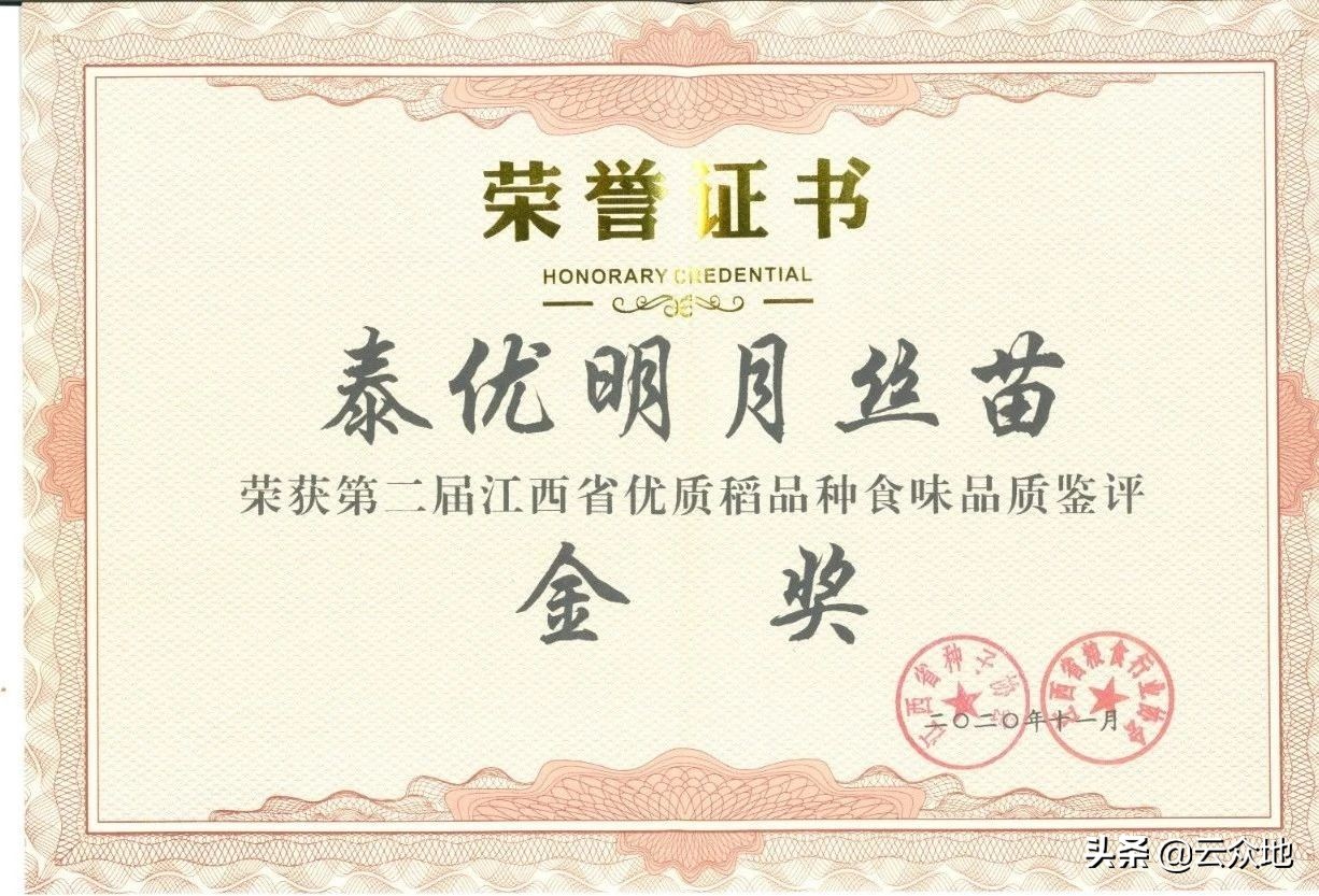 特优品种泰优明月丝苗,为何脱颖而出?食味优、外观好、丰产稳产