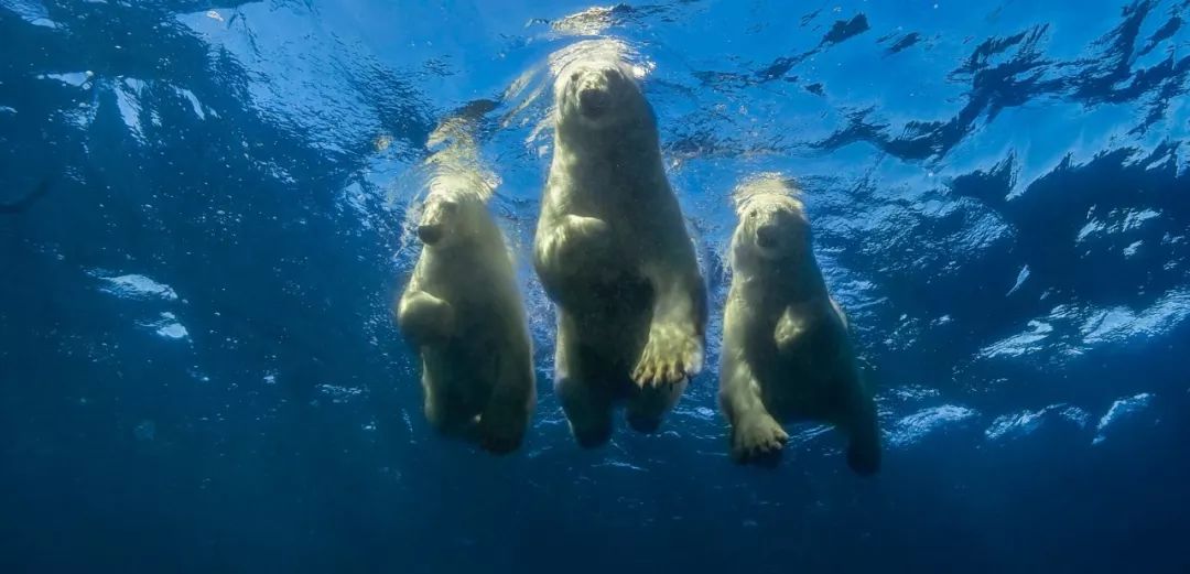 73岁老人被狼追杀,人类被鲨鱼猎杀的惊恐瞬间