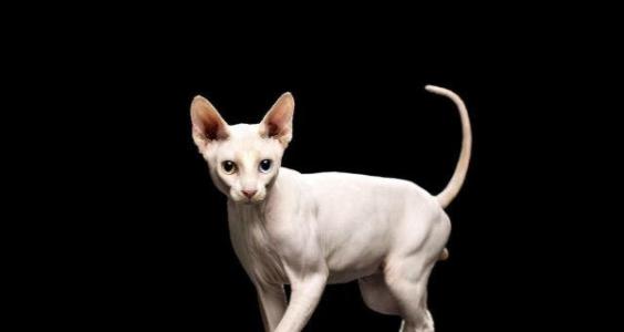 年度最受欢迎的十大猫咪品种,家养宠物推荐寿命长的品种猫咪