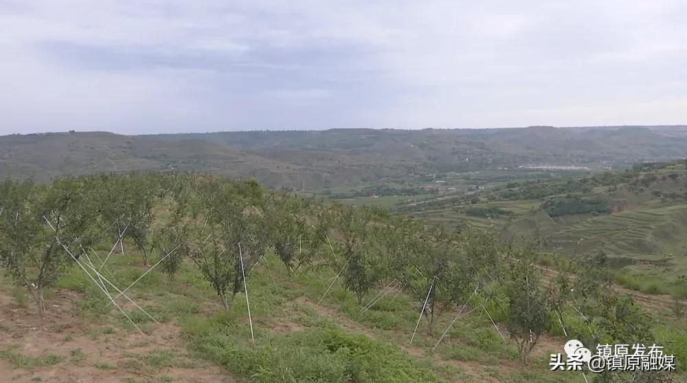 镇原花椒,襄汾花椒映红致富路