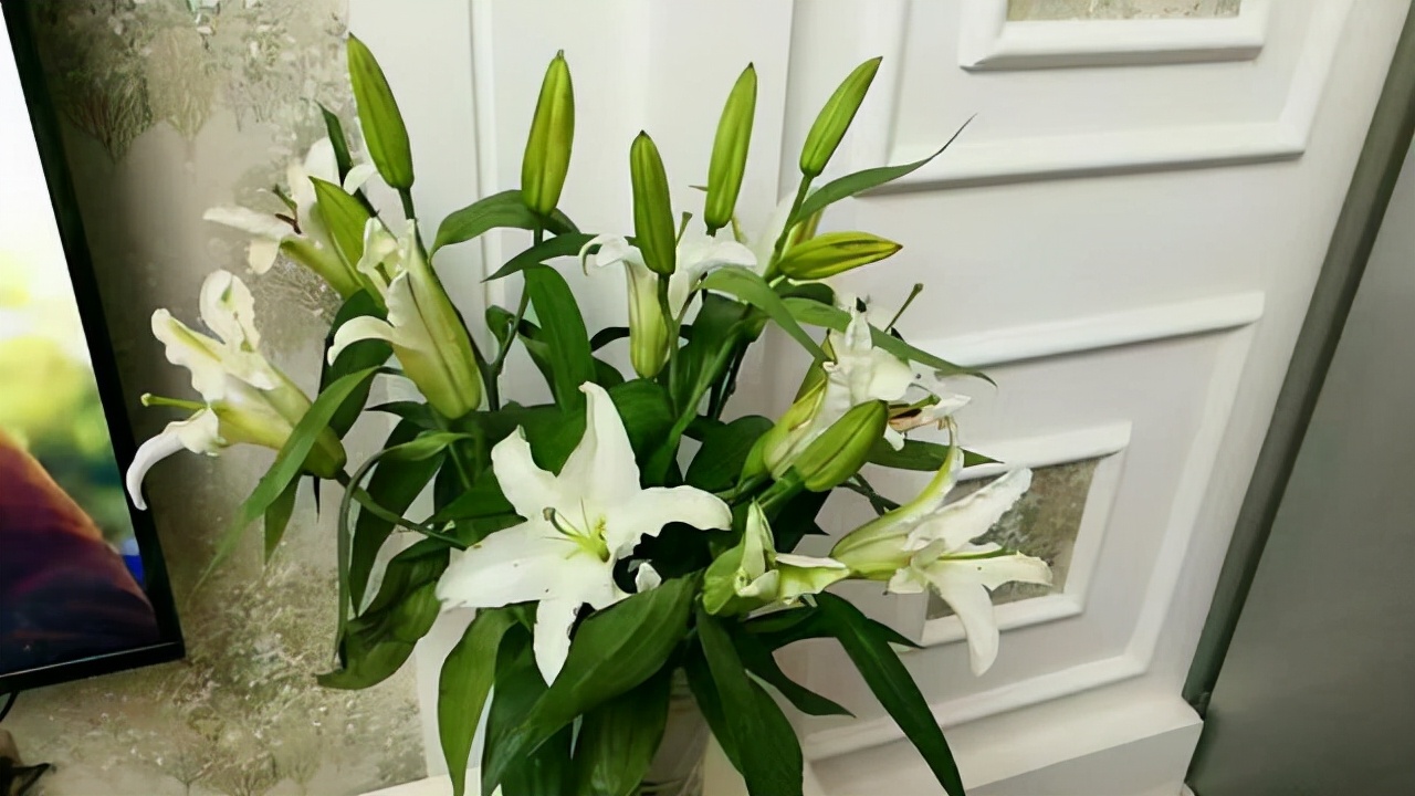 百合花枝不开花怎么回事,百合花是在几点开花和几月开花