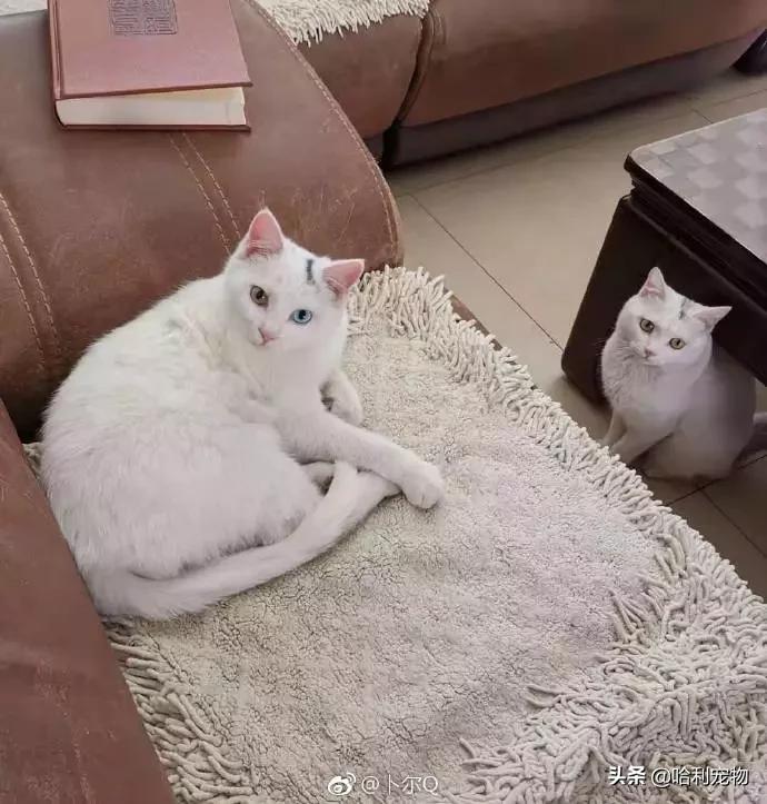 铲屎官的真相,铲屎官养了四只一模一样的猫