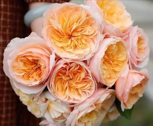 花店玫瑰是哪里来的,花店的玫瑰花是现成的吗