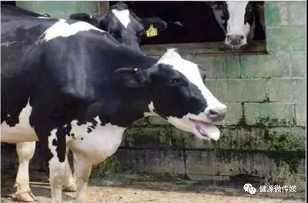 奶牛热应激治疗,奶牛热应激及营养策略