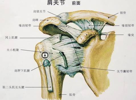 摔倒的肩膀脱位最佳治疗方法,摔了一跤肩袖损伤怎么办