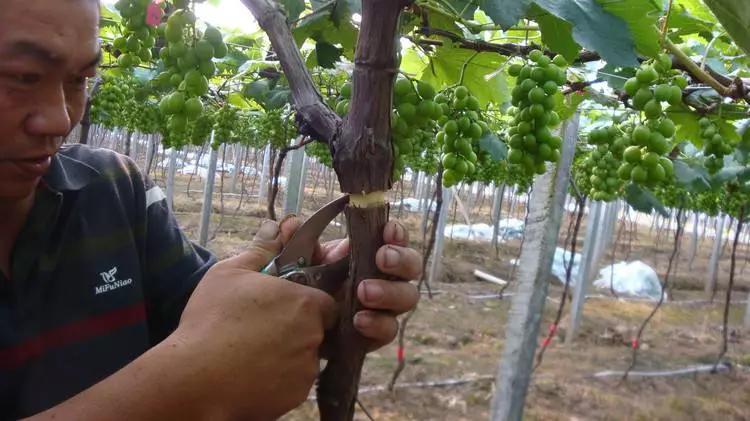 夏黑葡萄大小粒怎么解决,预防葡萄大小粒最好方法