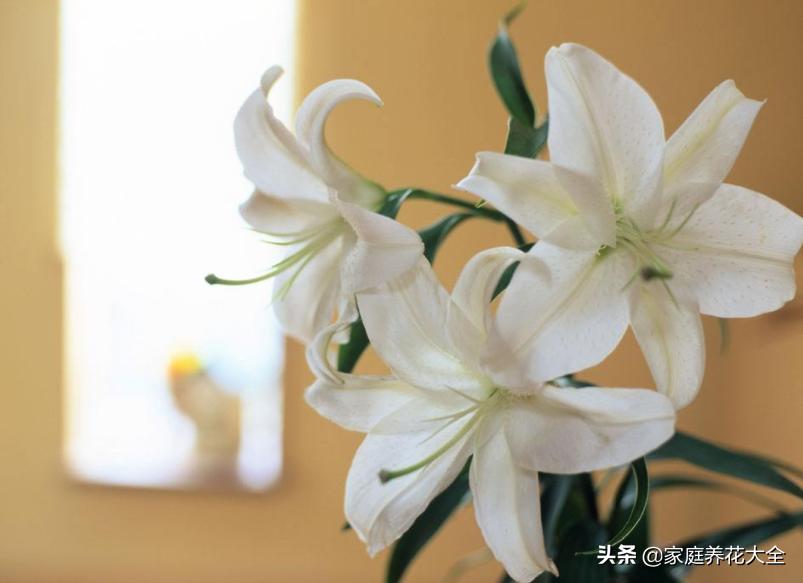 新手种花最怕什么,新手种植什么百合最好