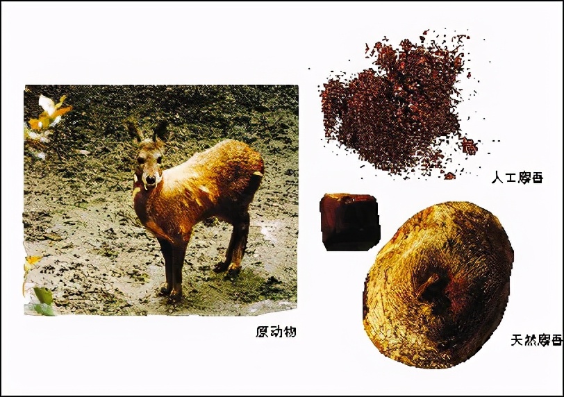 中国香道制香有几种类型,香道制香方法图解