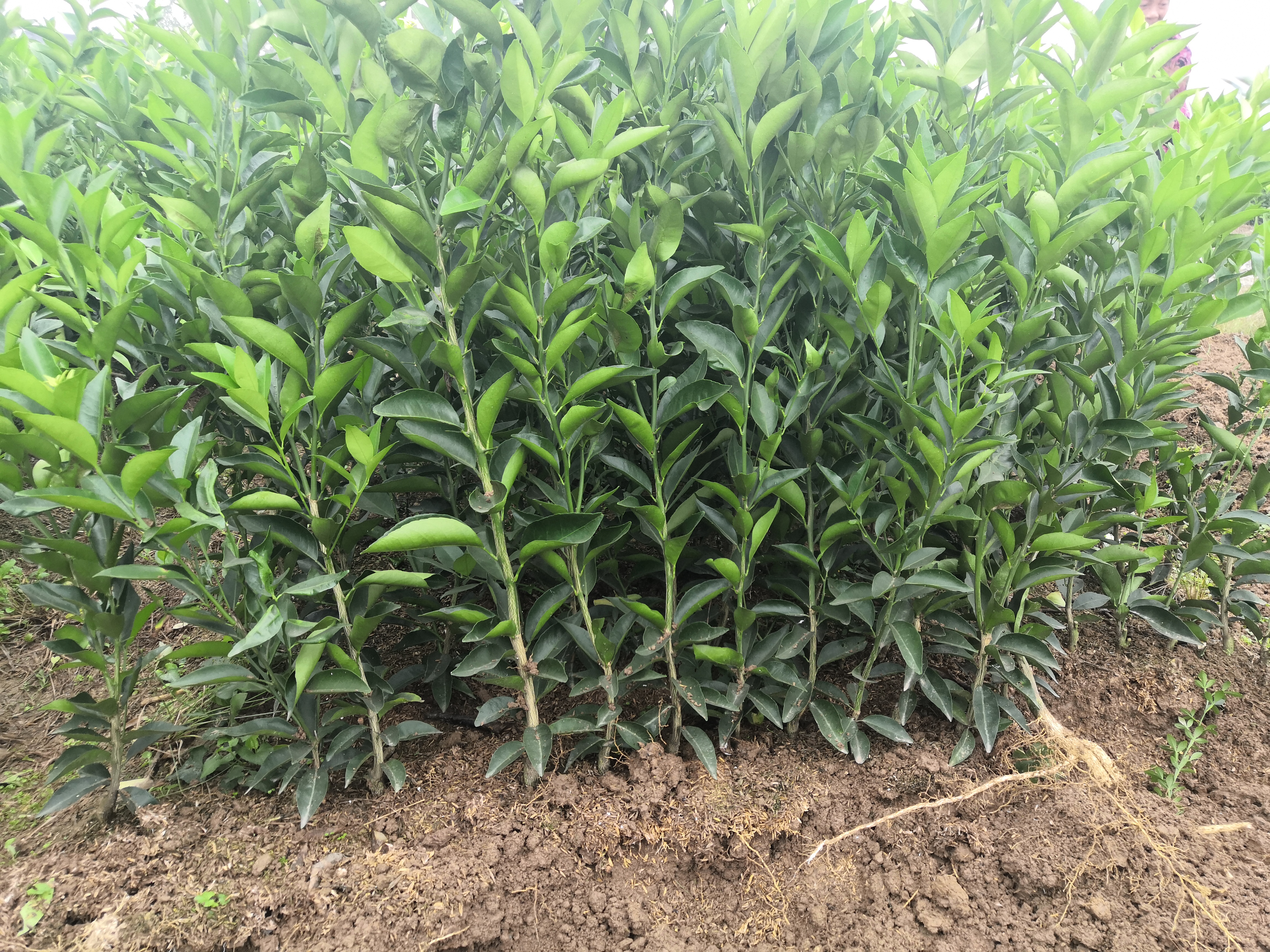 柑橘空中生根繁殖法,怎样繁殖柑橘幼苗