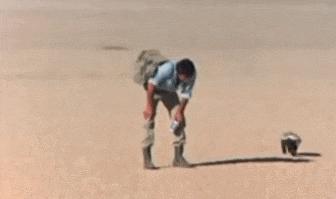 跟狮子抢肉，怼非洲鬣狗，看硬核“平头姐”成长史！