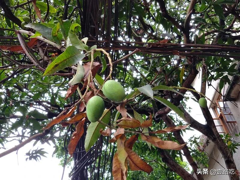 北海|报告!没遇到传销组织,只有吃不尽的海鲜美食