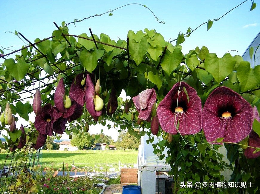 巨花马兜铃怎么繁育,巨花马兜铃图片大全