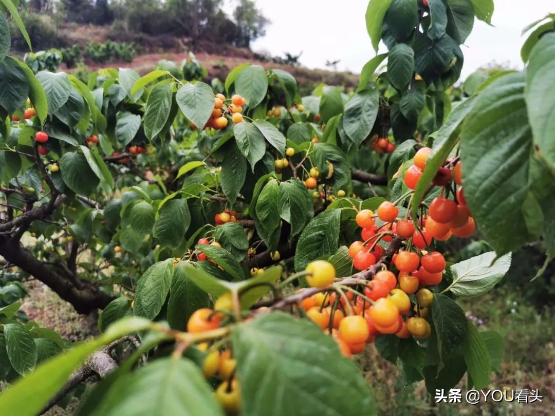 成都市恩桃儿,恩桃成都