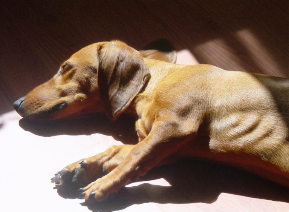 狗狗不长肉怎么回事,心疼狗狗是什么心理