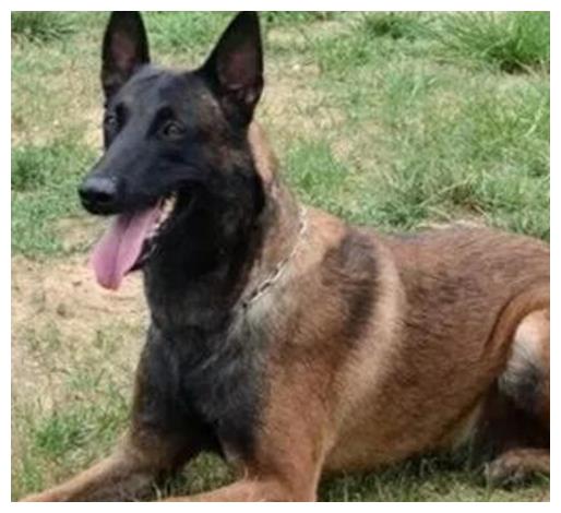 德牧和马犬哪个更容易训练,德牧与马犬哪个适合家养