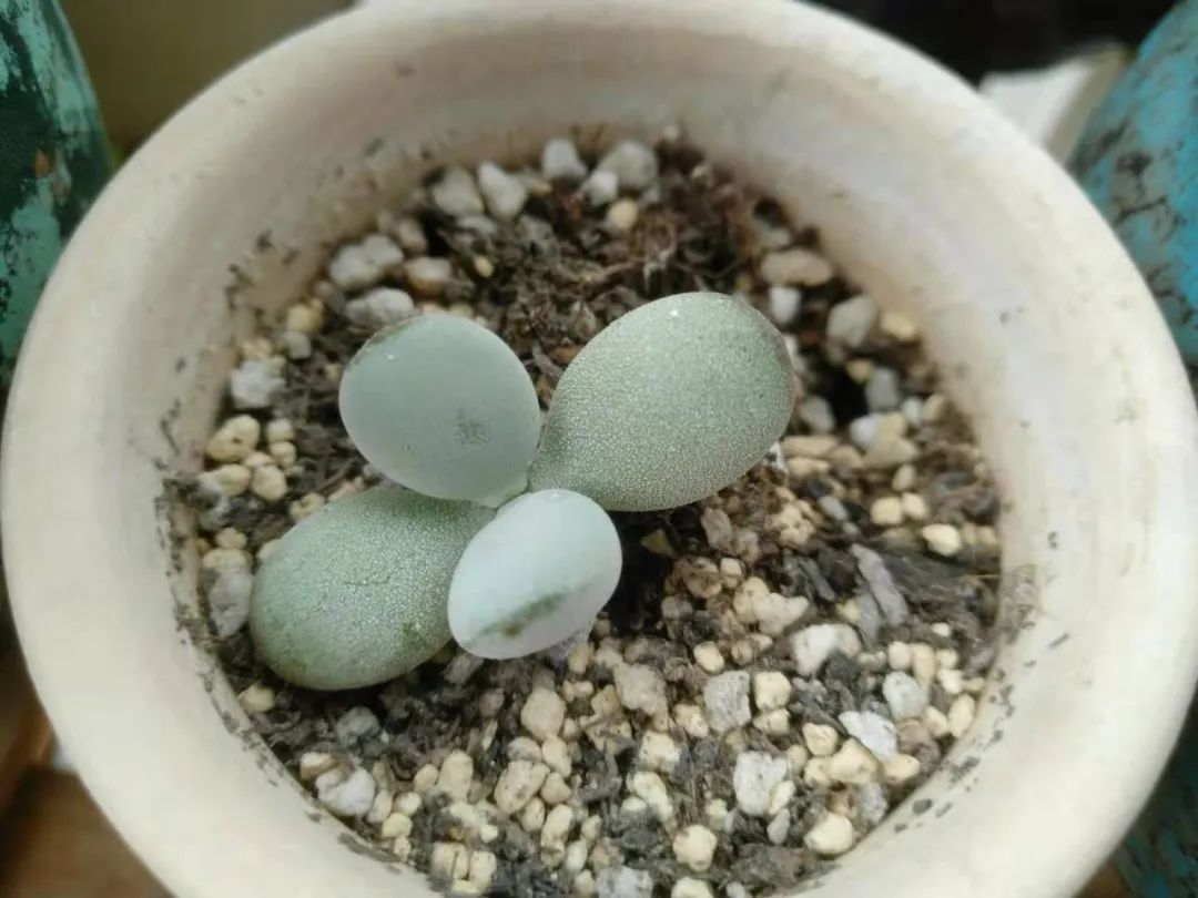 乒乓福娘锦的繁殖方法,乒乓福娘可以叶插繁殖吗