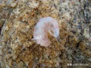 全浮游矶钓与半浮游矶钓快速转换,浮游矶钓和半浮游矶钓