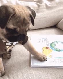 巴哥犬气味大怎么处理,巴哥犬特别臭怎么办