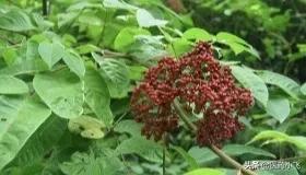 吴茱萸中医,吴茱萸大补元气