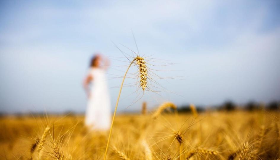 风吹麦浪诗词七绝,风吹麦浪诗词原创