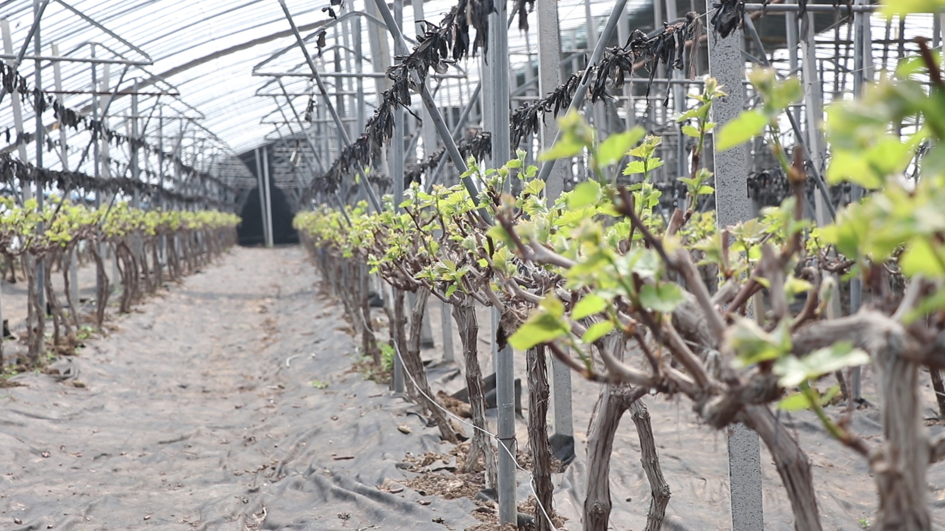 葡萄起垄栽培还是平地栽培,五大种植技巧