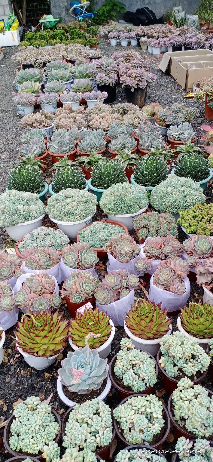 花都区岭南花卉批发市场在哪里,广州岭南花卉市场批发攻略