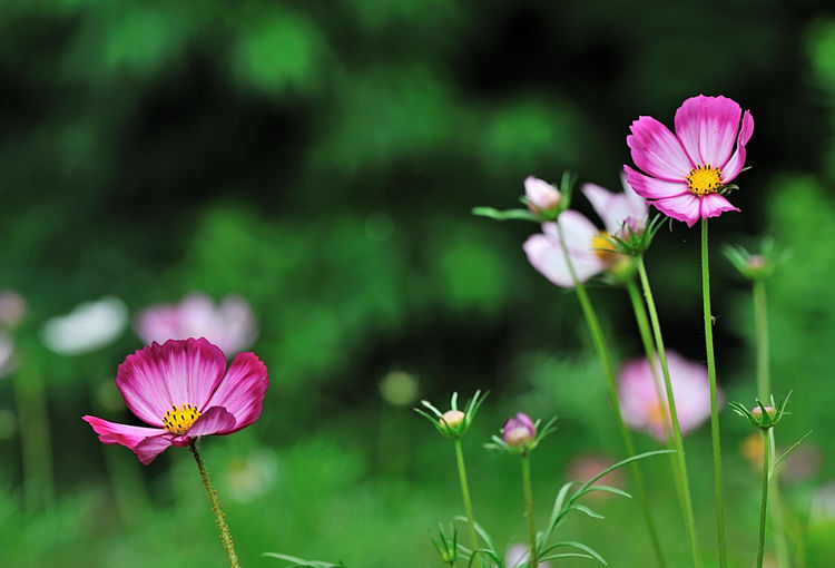 哲人哲思哲文:美女战友高丽华的《90%准则,缺陷与完美的平衡》