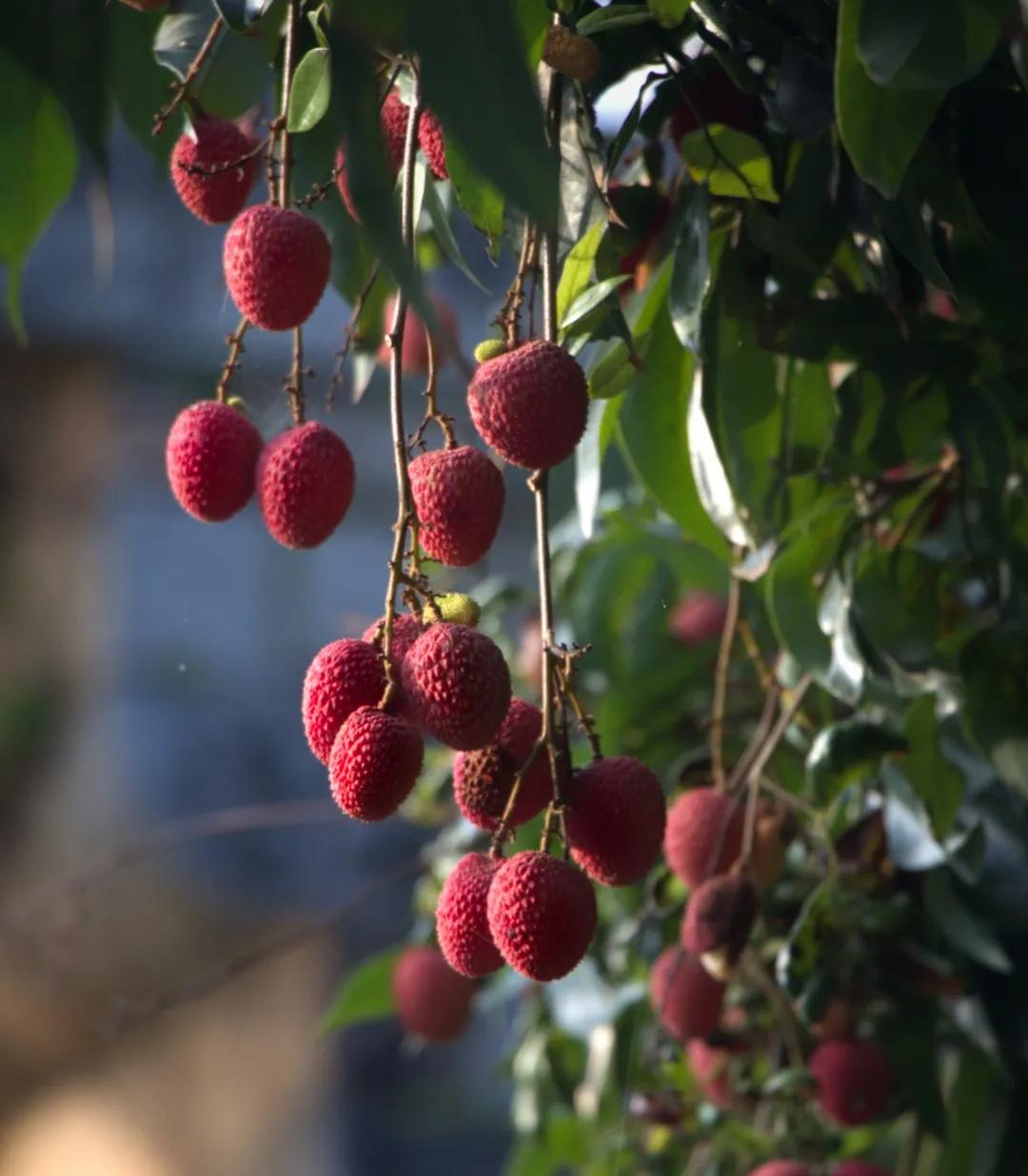 荔城无处不荔枝翻译,荔城无处无荔枝