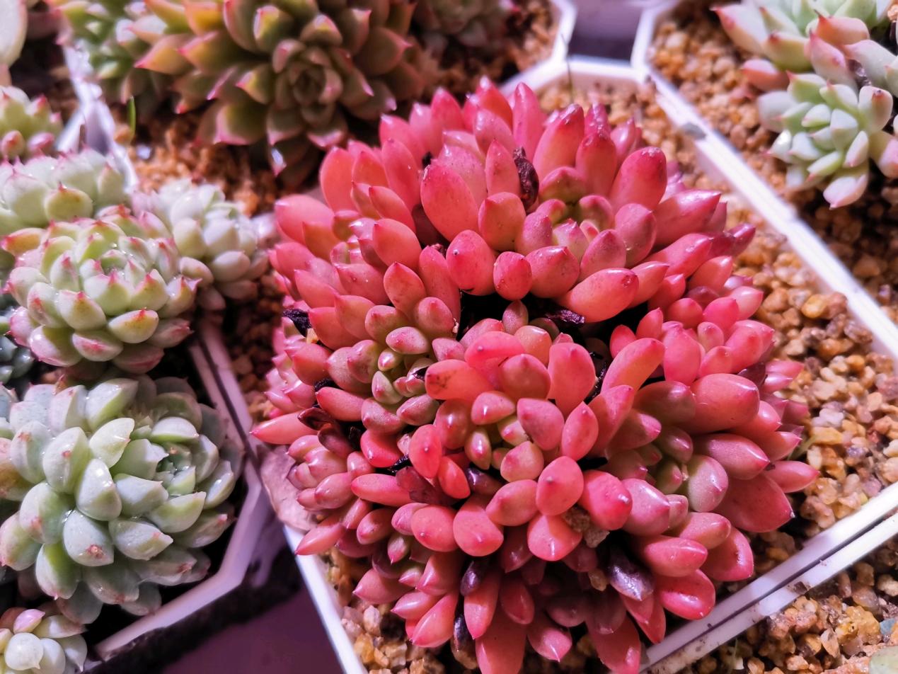 多肉红宝石冬天养殖方法和技巧,多肉红宝石夏天怎么养