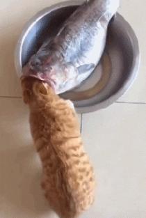 你根本不知道，养只猫有多幸福！