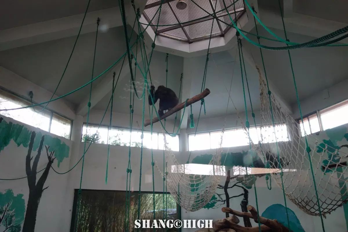 记者探访广州动物园,动物园观察动物