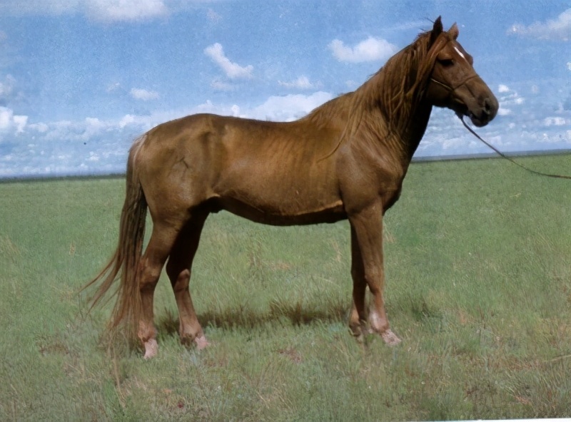 鄂尔多斯人方言起源,鄂尔多斯蒙古人的起源