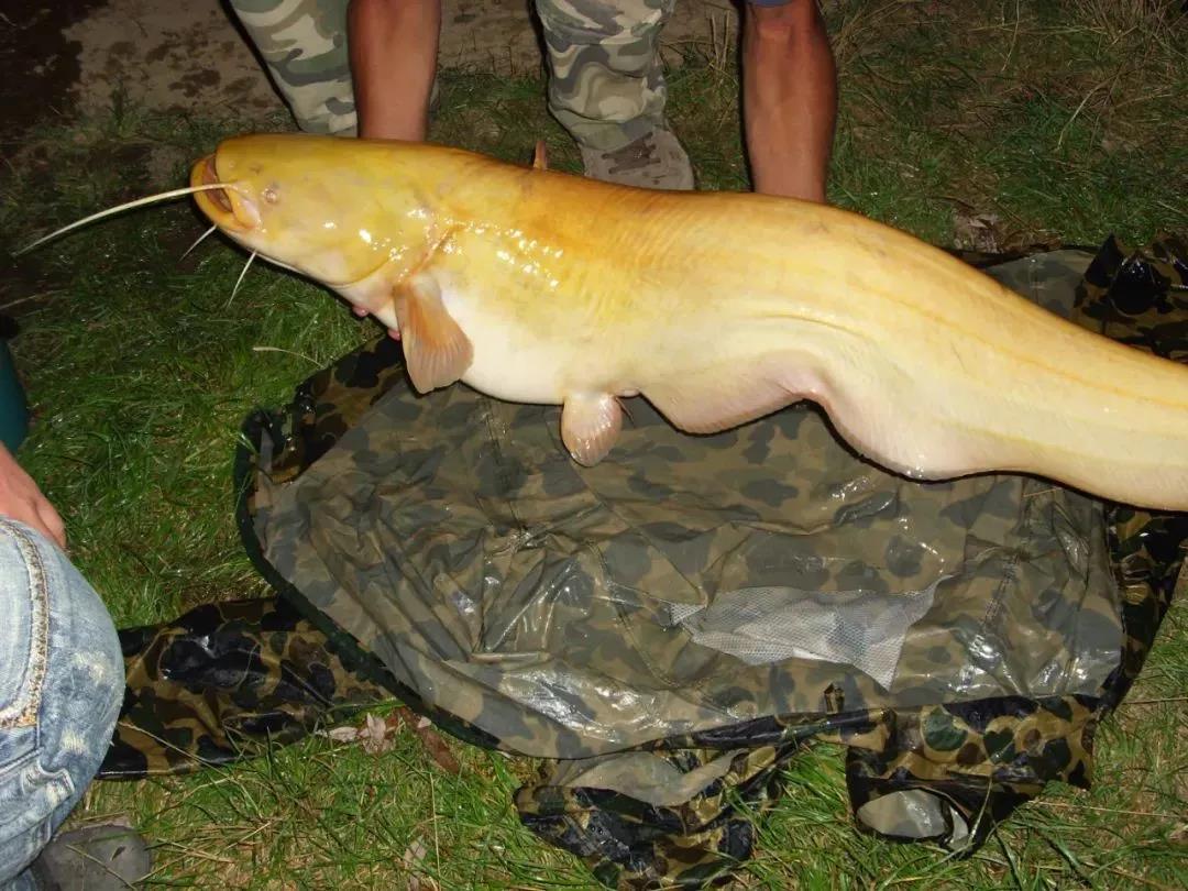 欧洲巨鲶中国能养活吗,很多钓鱼人贪得无厌