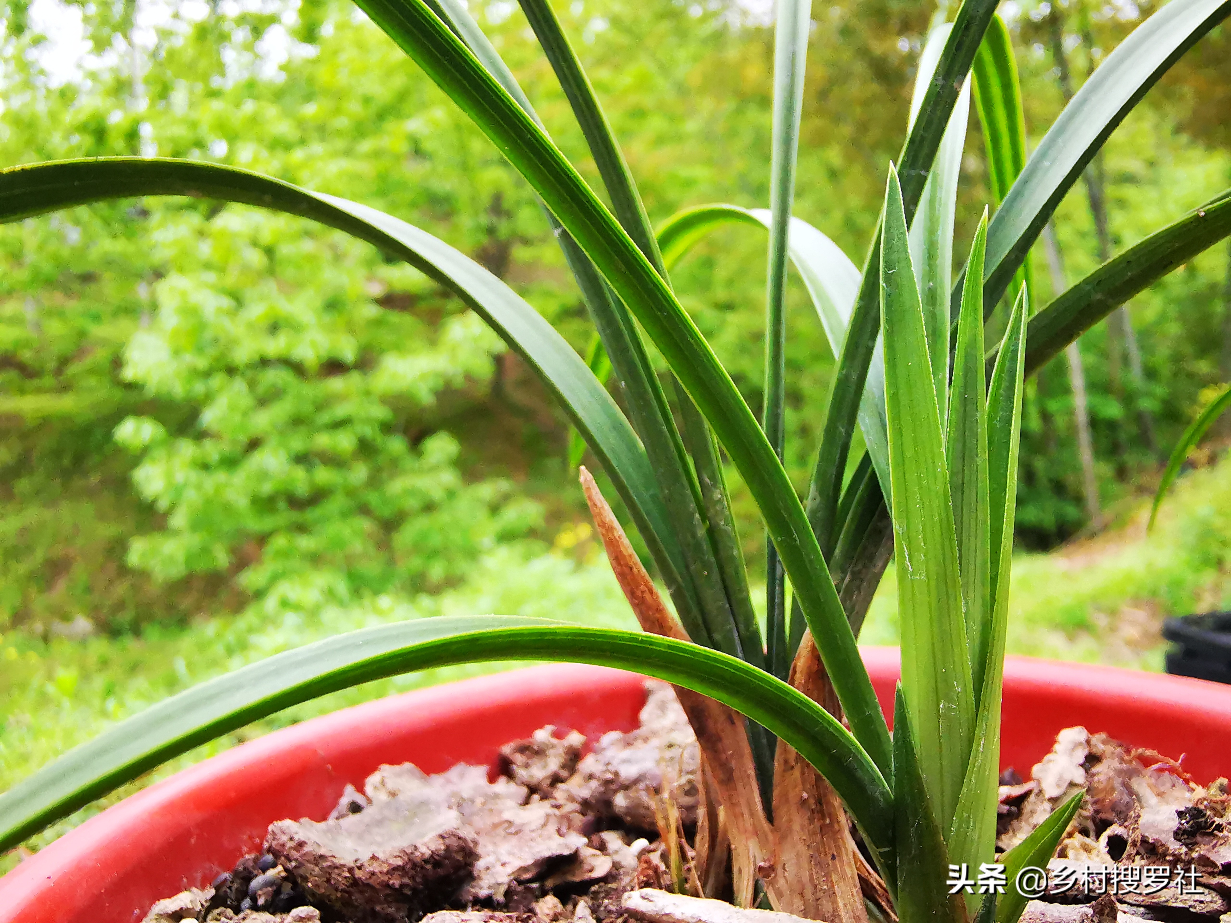 兰花新叶尖发黑是什么原因,兰花新叶片发黑怎么回事