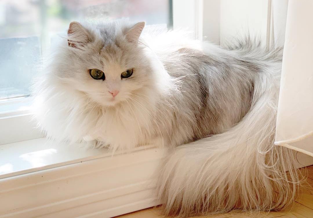 猫咪手术顺利完成，不要掉以轻心，“术后并发症”也需要警惕！