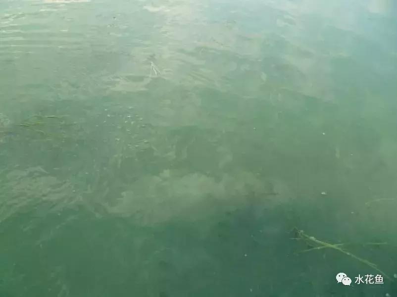 水产养殖水质评价标准,水产养殖水质怎么查看的