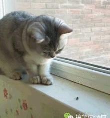 搞笑动图gif表情包可爱,搞笑动图gif微信可爱表情包