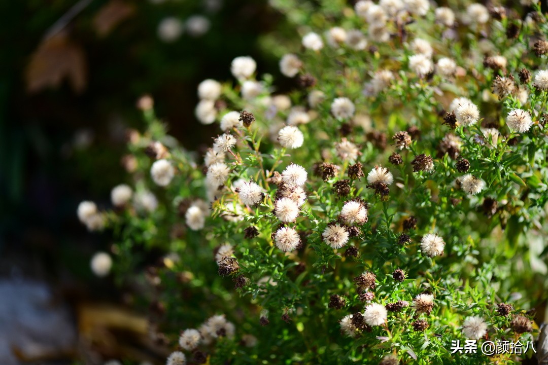扶不起的绿植,扶不起的绿植视频