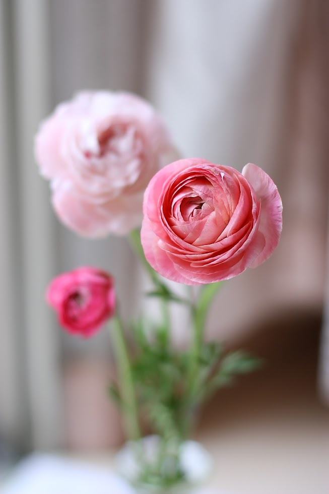 100种常见花卉图谱，收藏起来慢慢看，从此识花不求人