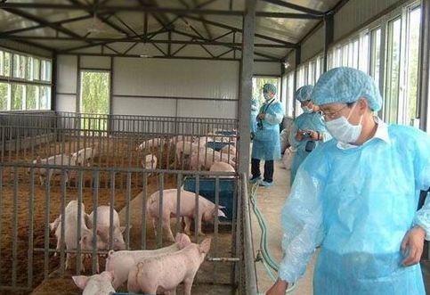 养猪必看:养猪场防疫情要做好卫生管理,这五步消毒工作是关键