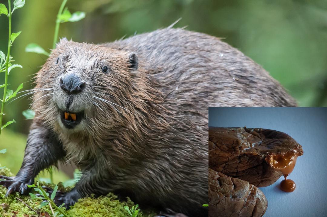 海狸灵猫麝香,麝香灵猫香区别