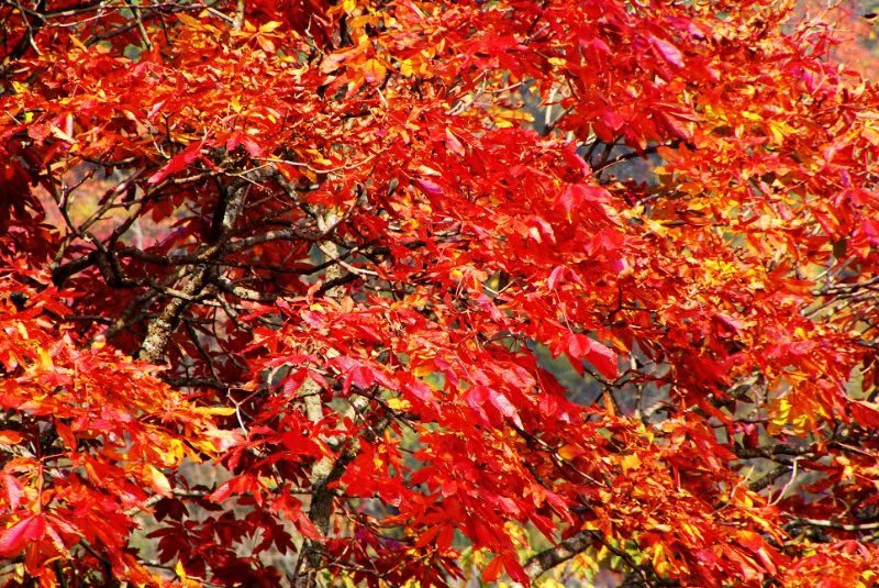 抓住秋天的尾巴走进冬天,抓住秋天的尾巴寻最后一抹金黄