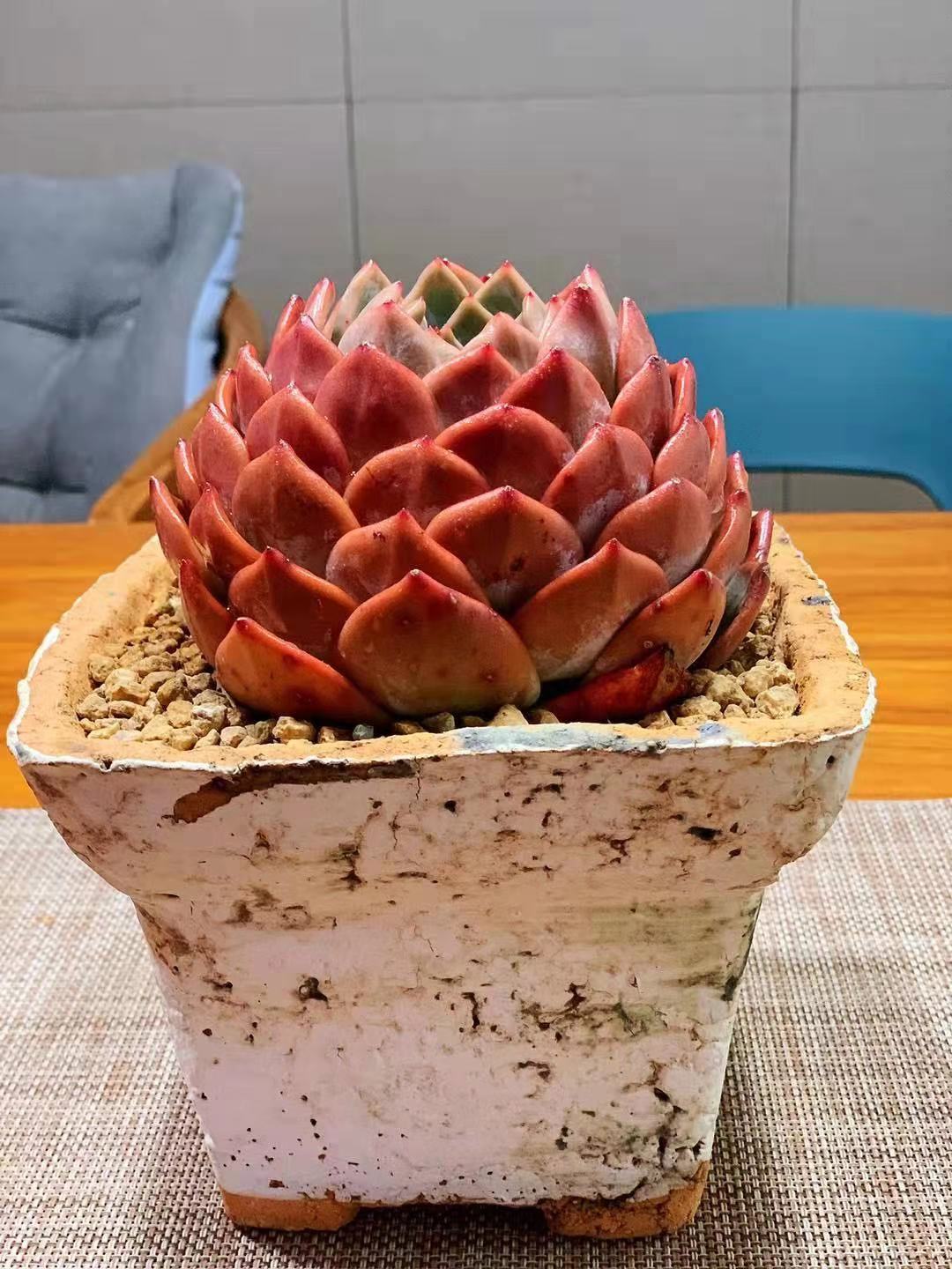 橙梦露怎么养容易出颜色,橙梦露一般怎么养护