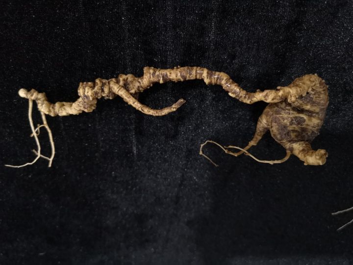 同仁堂的人参质量怎么样，国内哪个牌子的人参信得过？