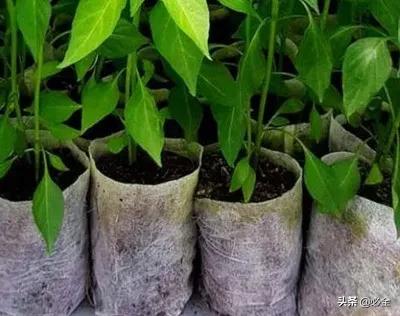 苗木育苗行业,苗木轻基质育苗