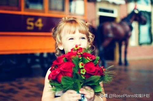 给女朋友送花送什么花最好,给女朋友生日送花送什么花